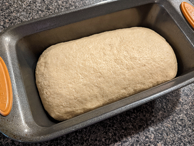 honey whole wheat sourdough sandwich bread dough