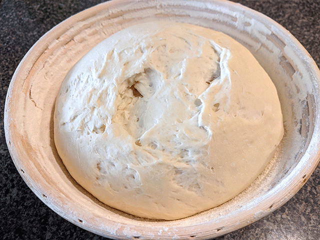 risen ball of sourdough discard bread dough in banneton