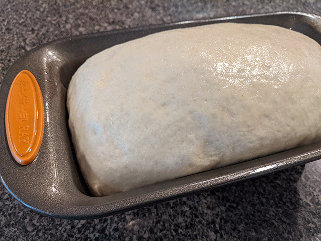 sourdough rising in pan