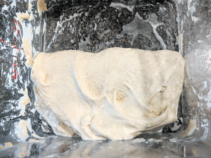 folded dough for white n wheat sourdough