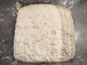 maple oat sourdough sandwich bread after bulk fermentation