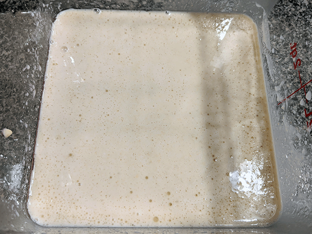 Wet ingredients for Sourdough Maple Oat Sandwich bread