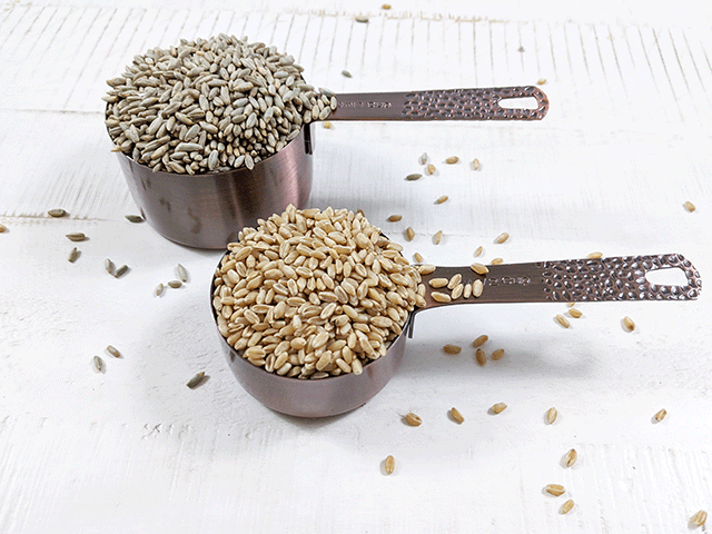 rye and wheat berries in measuring cup