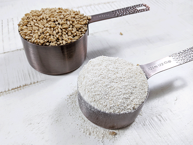 wheat berries and wheat flour in measuring cups