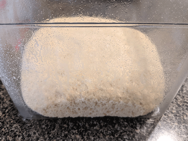 whole wheat dough in container