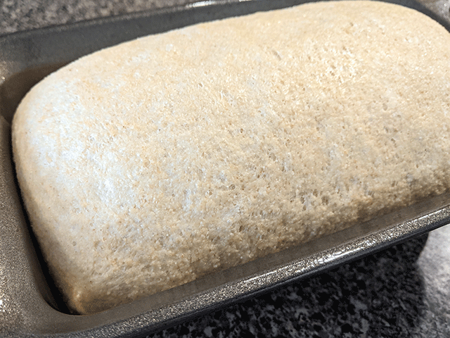 Classic 100% Whole Wheat Sandwich Bread rising in pan
