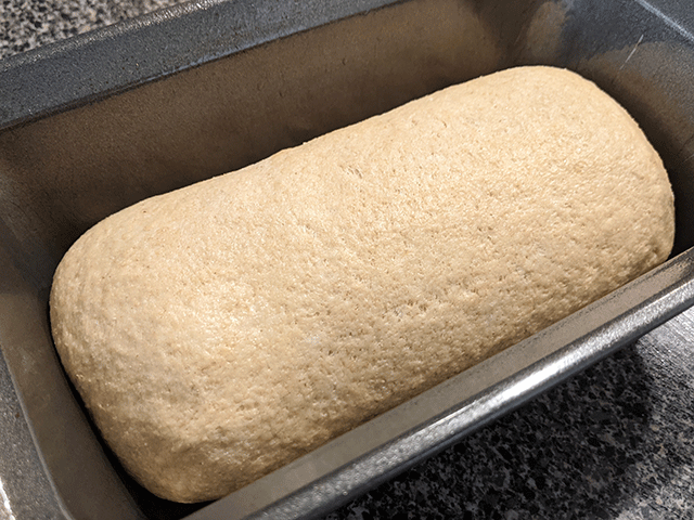 Classic 100% Whole Wheat Sandwich Bread dough in pan