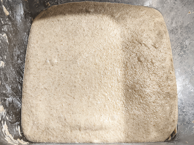 100% whole wheat sourdough bread dough bulk fermentation