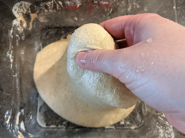 stretching 100% whole wheat sourdough bread dough