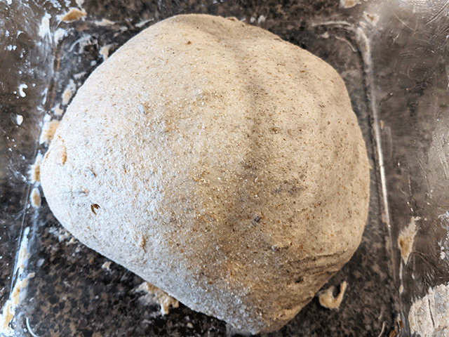 dough ready for fermentation