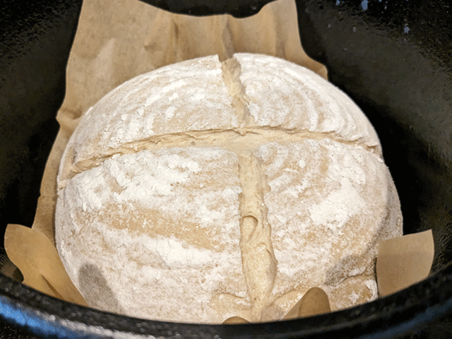 Same-Day Artisan-Style 75% Wheat Bread - dough in dutch oven