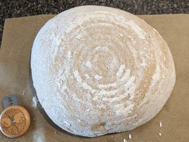 Same-Day Artisan-Style 75% Wheat Bread - unscored dough